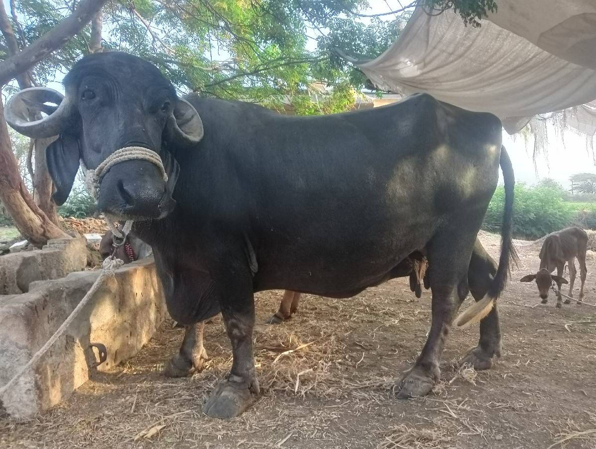 ભેંસ