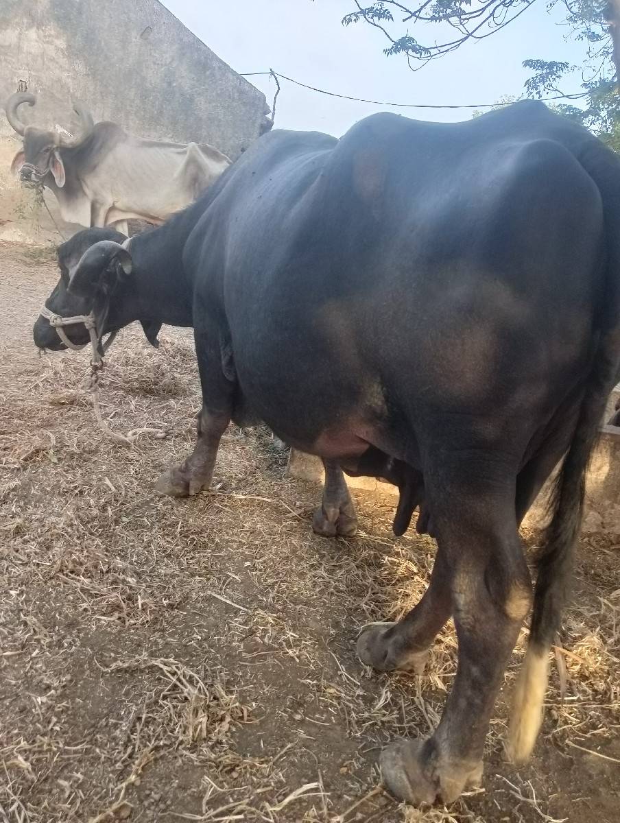 ભેંસ
