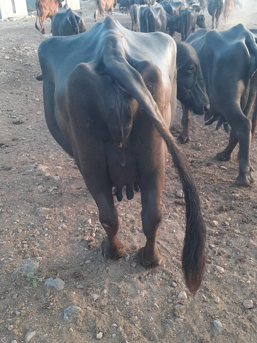 ભેસ વેચવાની છે