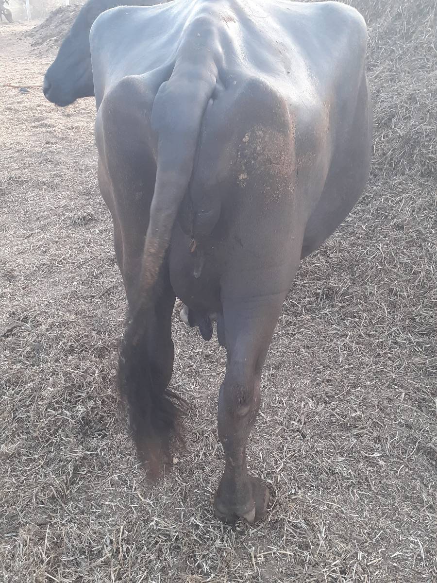 ભેસ વેચવાની છે