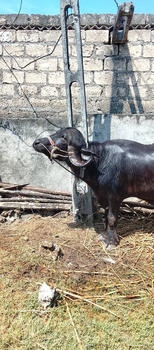પાડો ‌વેચવાનો છે