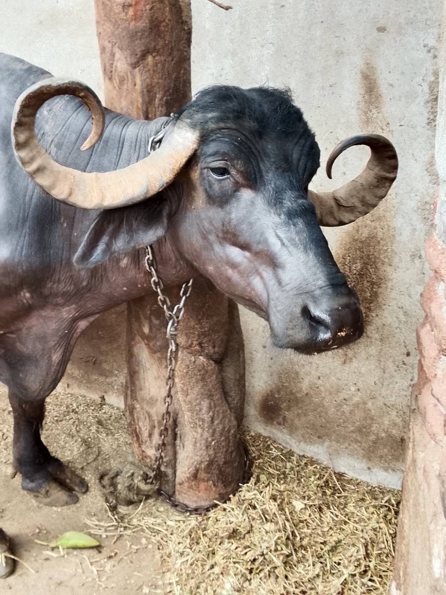 vechvani