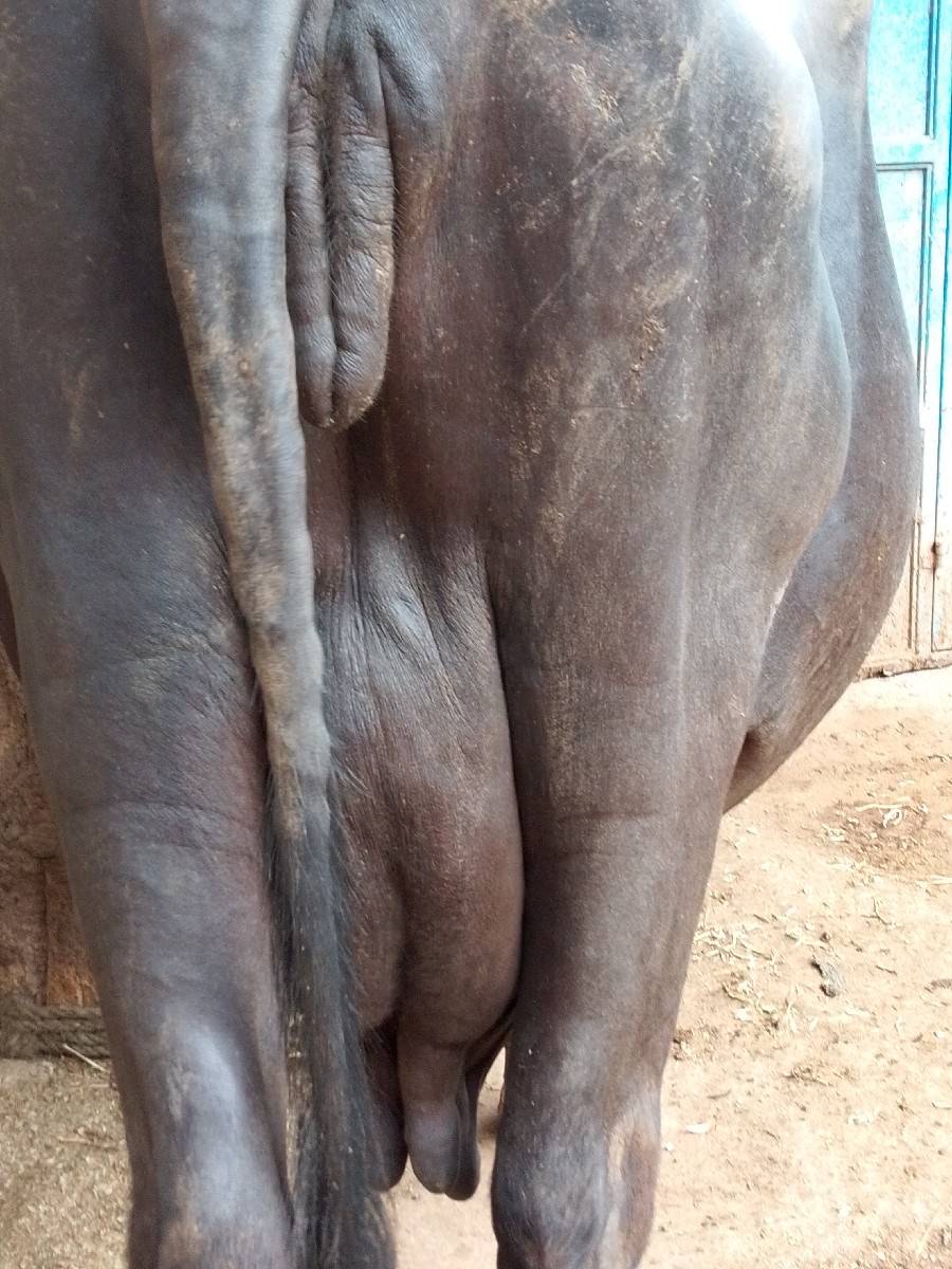 vechvani