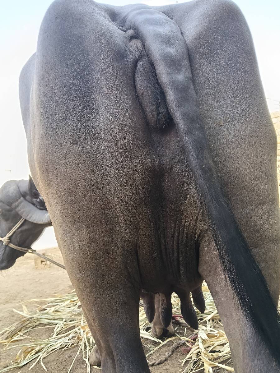 ભેંસ વેચવાની છે