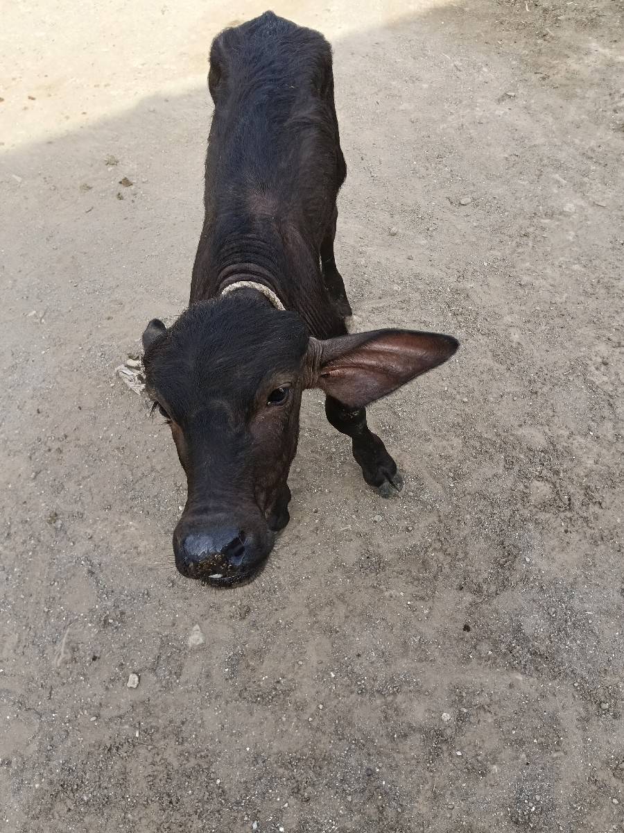 ભેંસ વેચવાની છે
