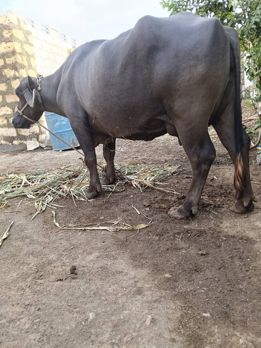 ભેંસ વેચવાની છે