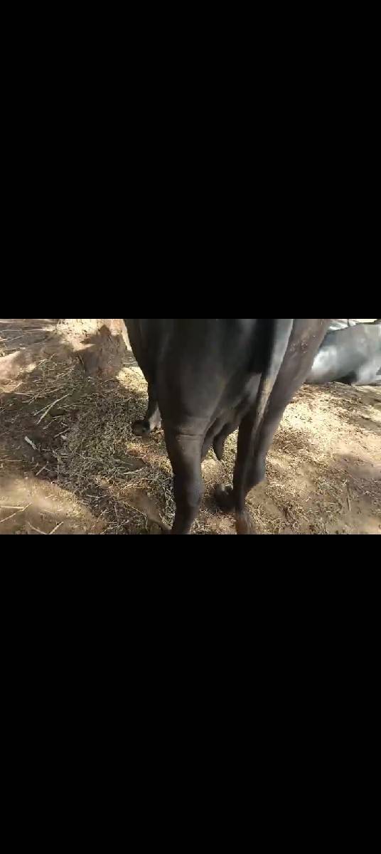 ભેંસ વેચવાની છે