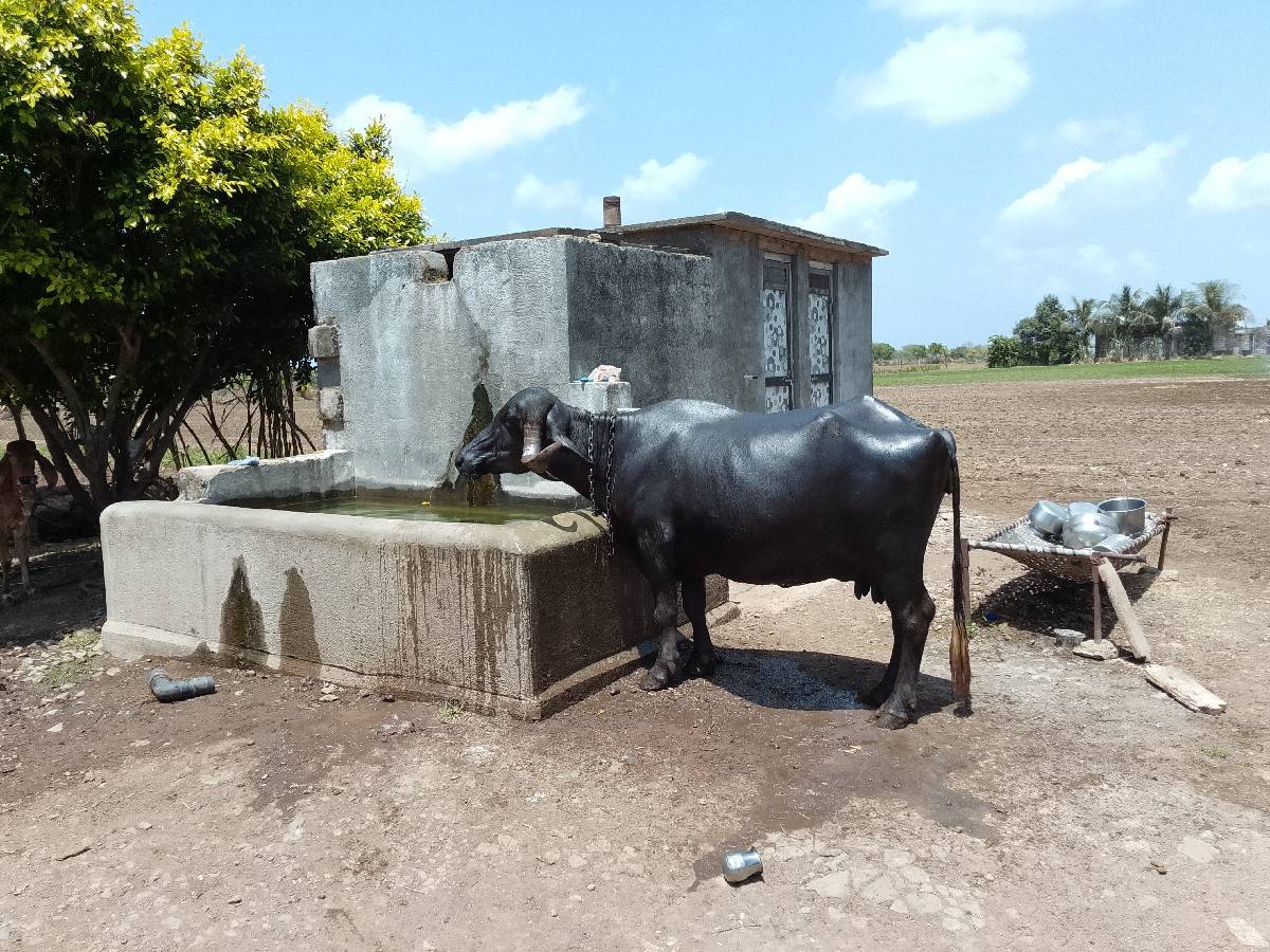 ભેંસ વેચવાની છે ગાભણ