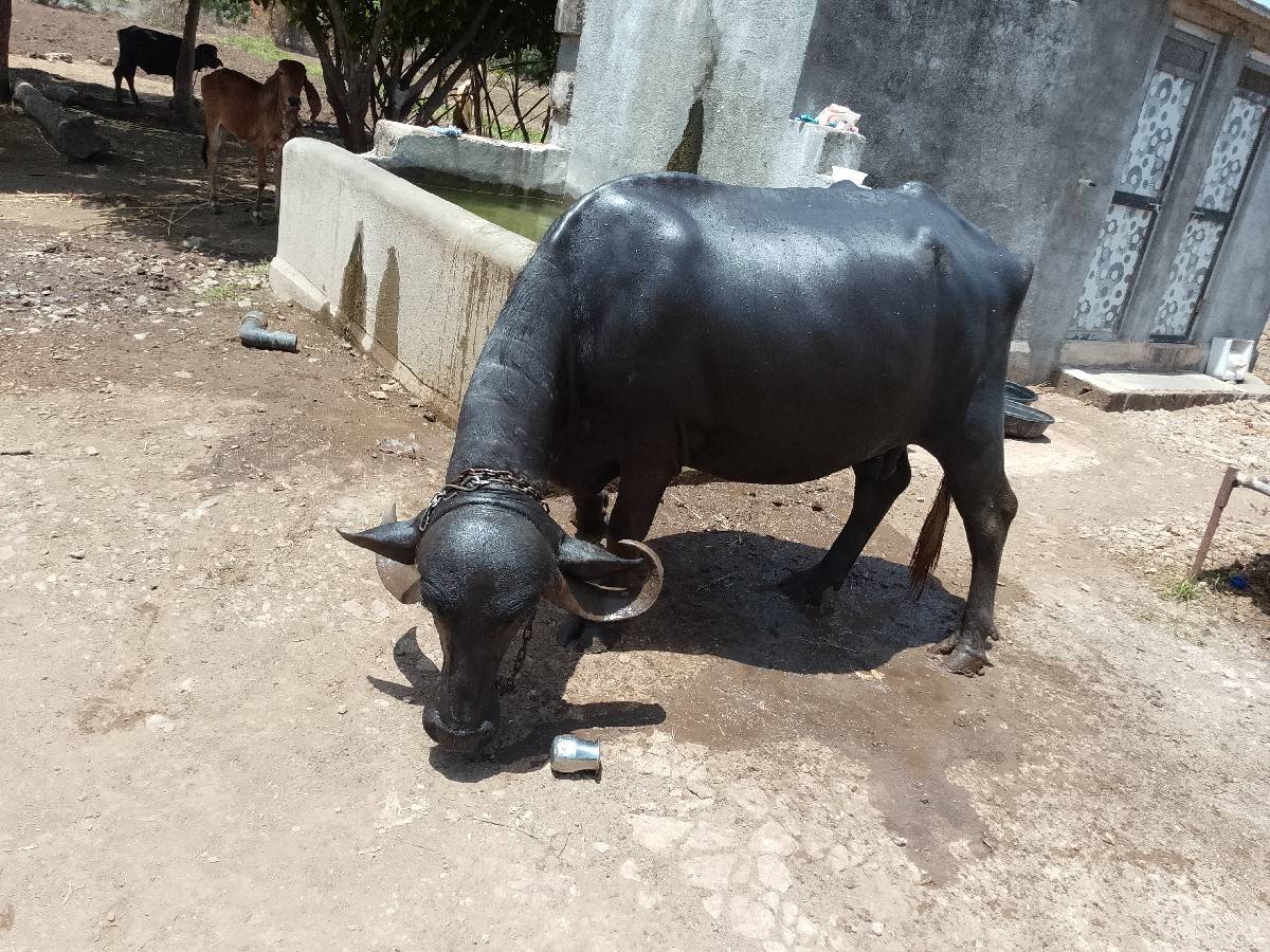 ભેંસ વેચવાની છે ગાભણ