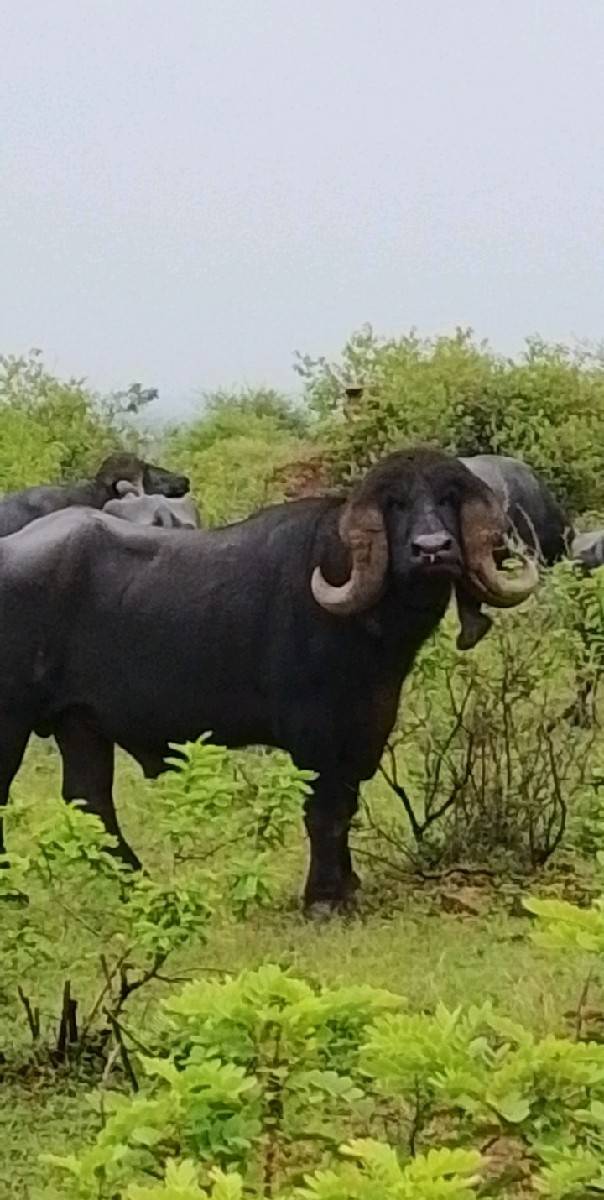 પાડો વેશવાનો