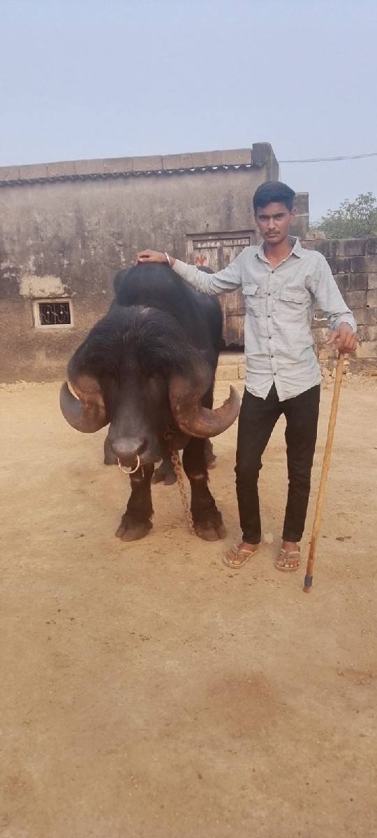 પાડો વેશવાનો