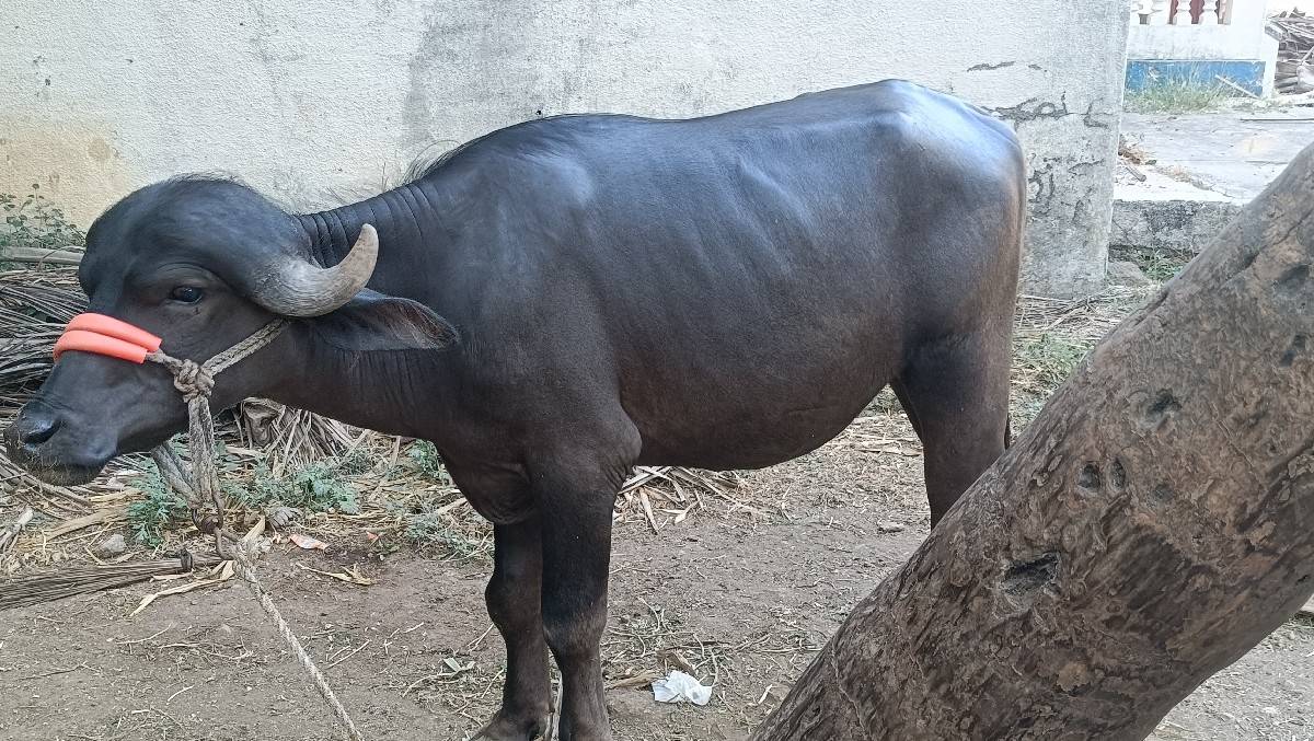 ભેંસ વેચવાની છે
