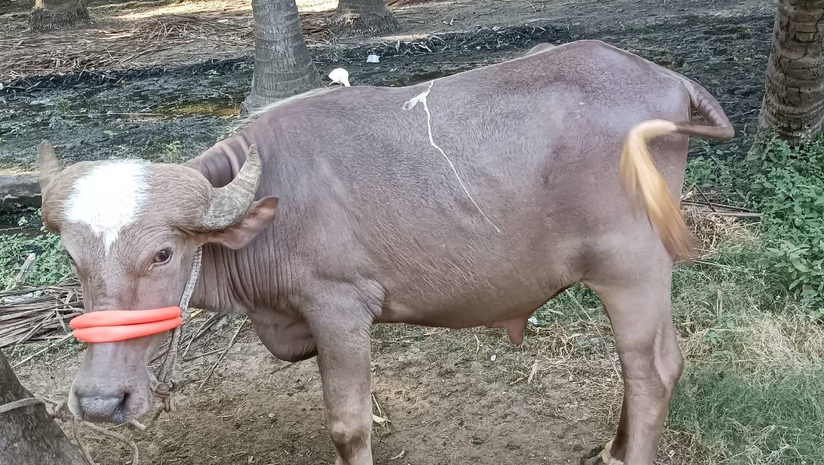 ભેંસ વેચવાની છે