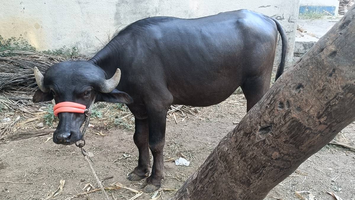 ભેંસ વેચવાની છે