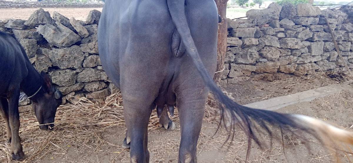 ખળેલી વેચવાની છે