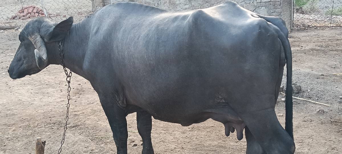 જાફરાબાદી ભેસ છે