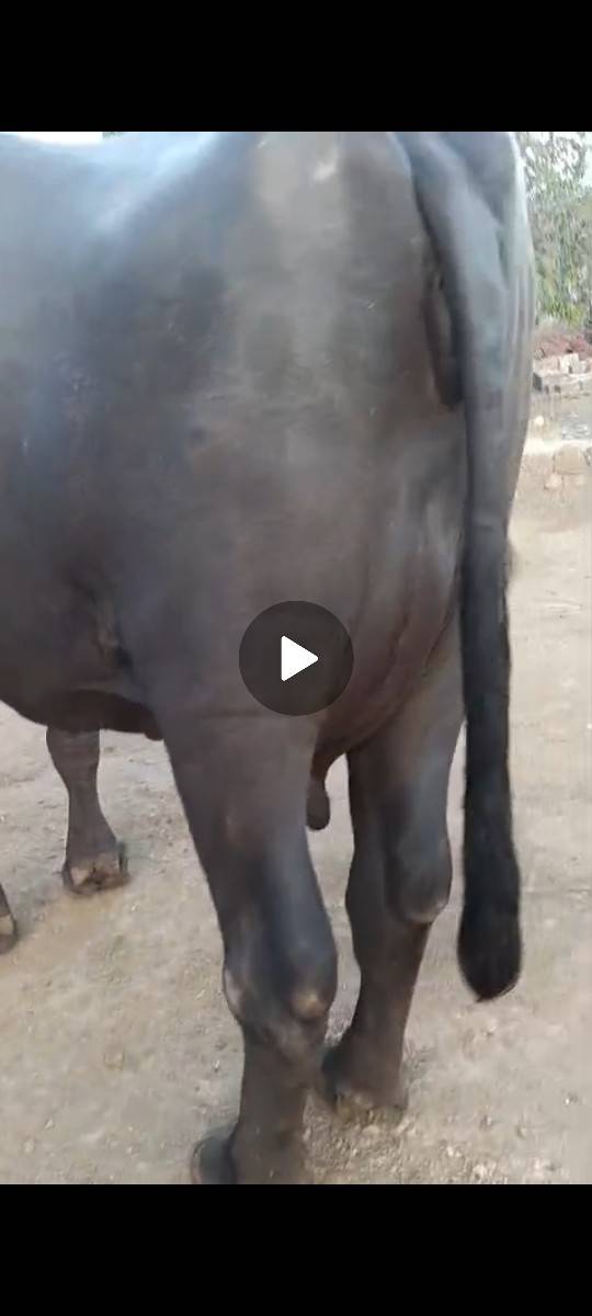 જાફરાબાદી ભેસ છે