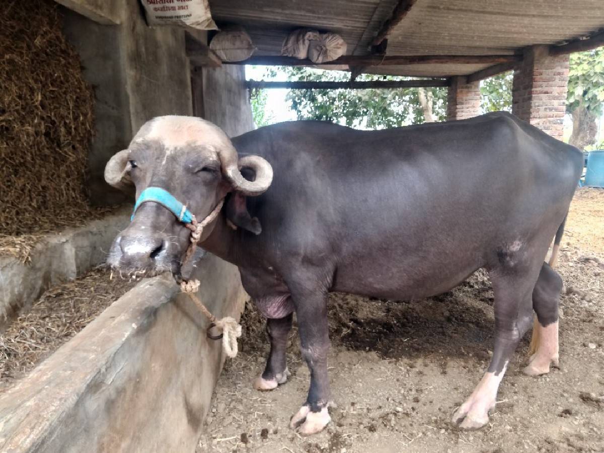 ખડેલી