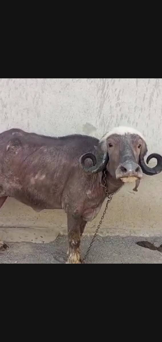 ભેંસ લેવી સારી દૂધ માટે
