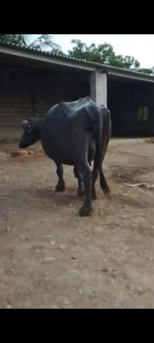 ભેંસ વેચવાની છે