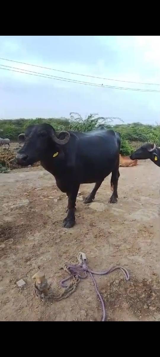 ભેંસ વેચવાની છે