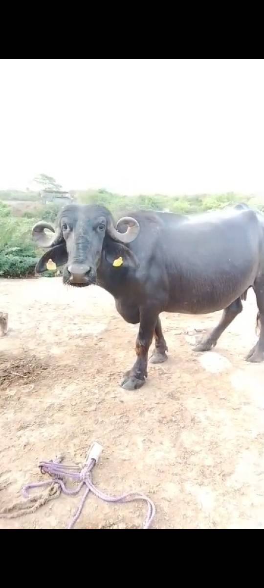 ભેંસ વેચવાની છે