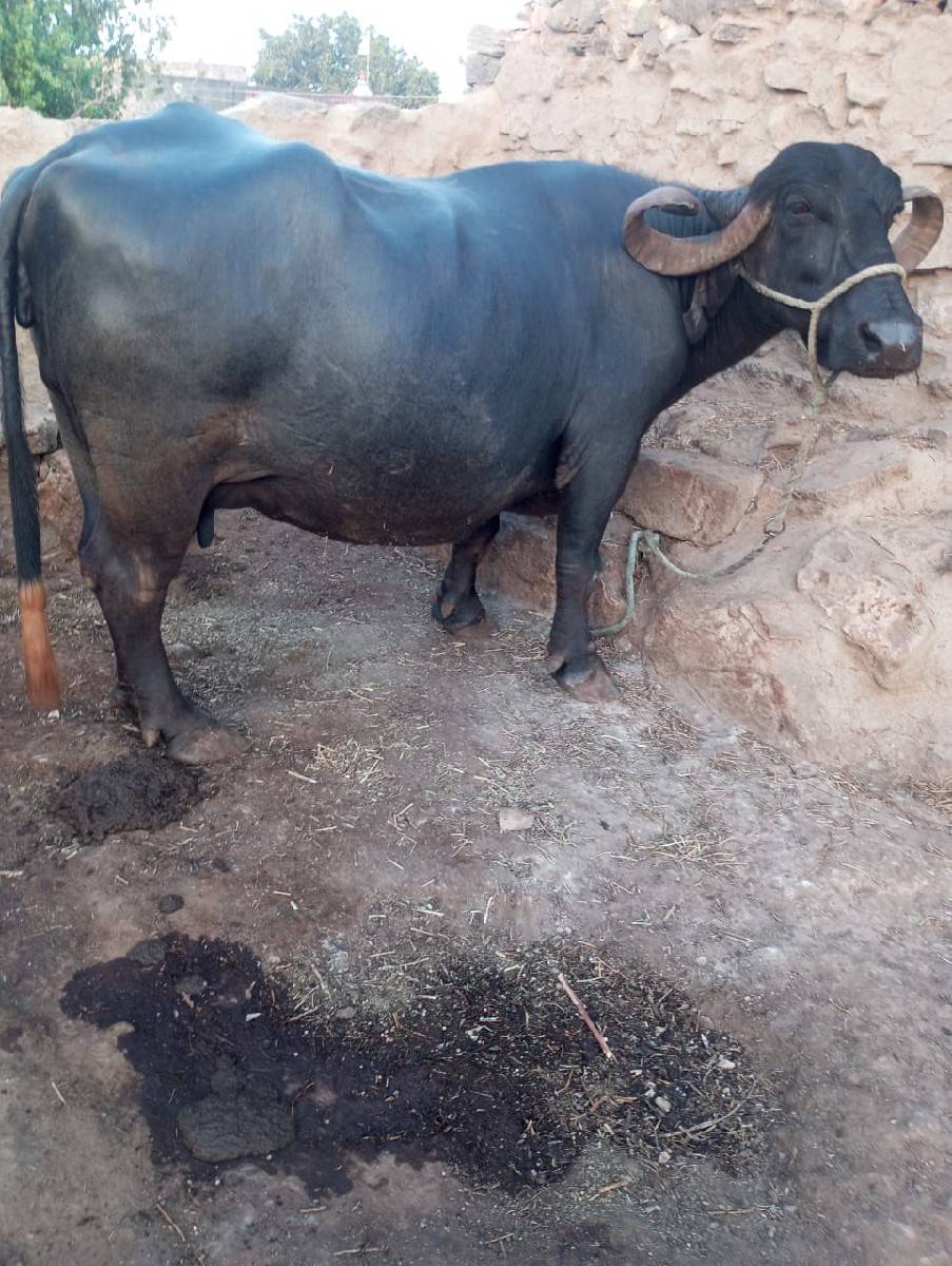 ભેસ બેસવાની છે