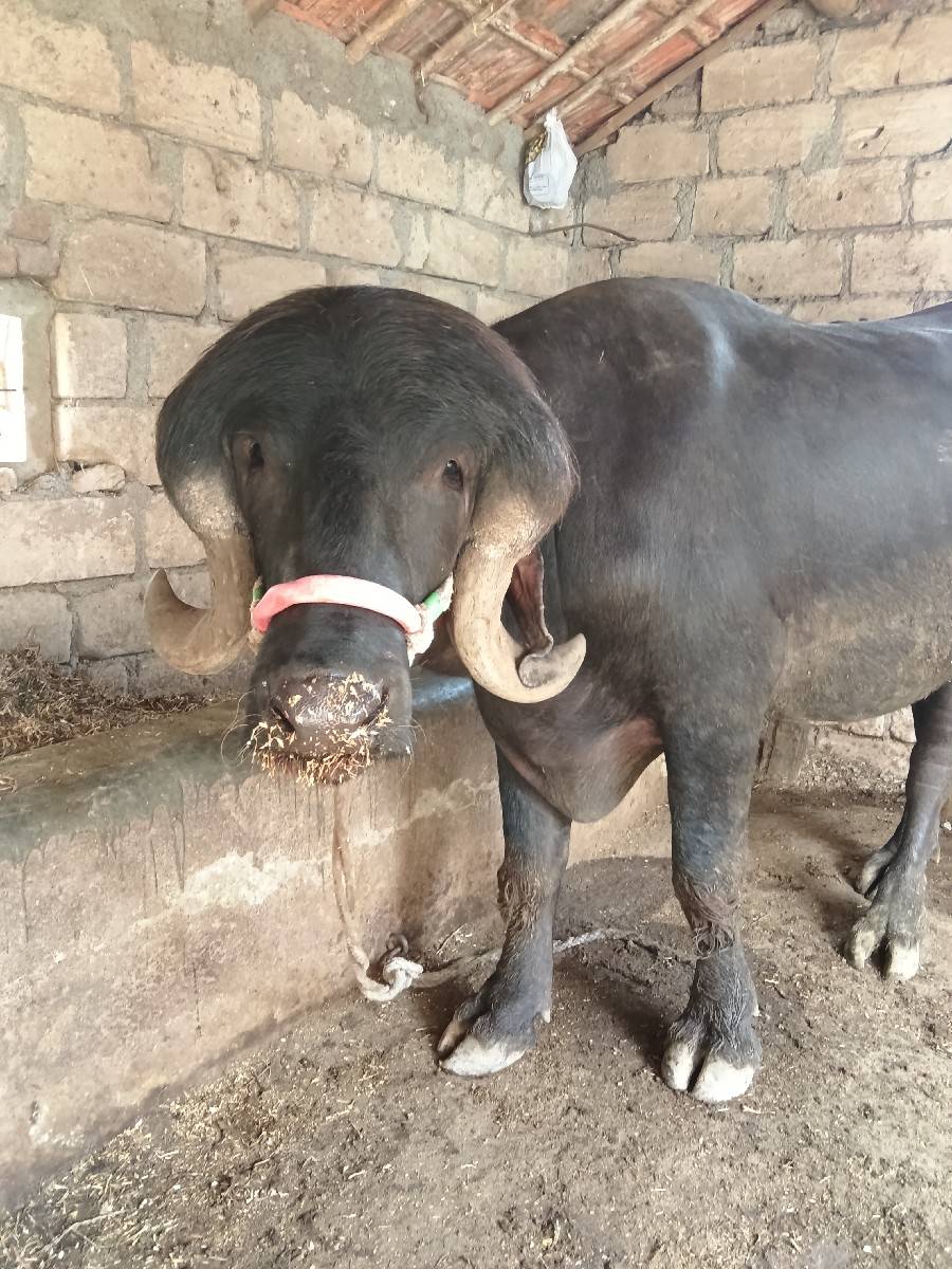 છ દાંતે ખડલો પાડો વેચવાનો છે