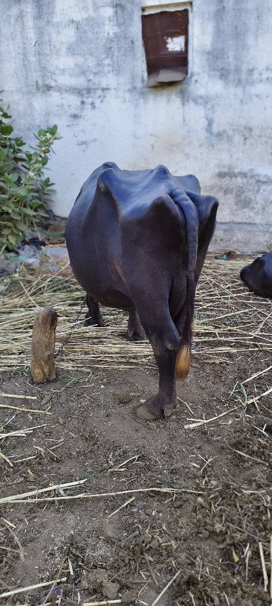 ભેંસ વેચવાની છે