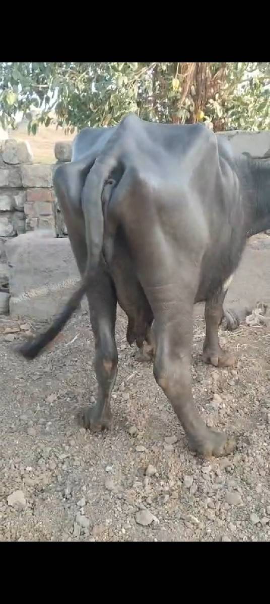 બીજું વેતર