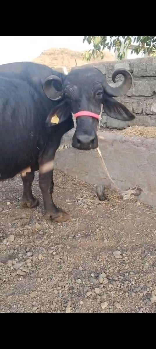 બીજું વેતર