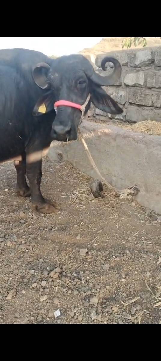 બીજું વેતર