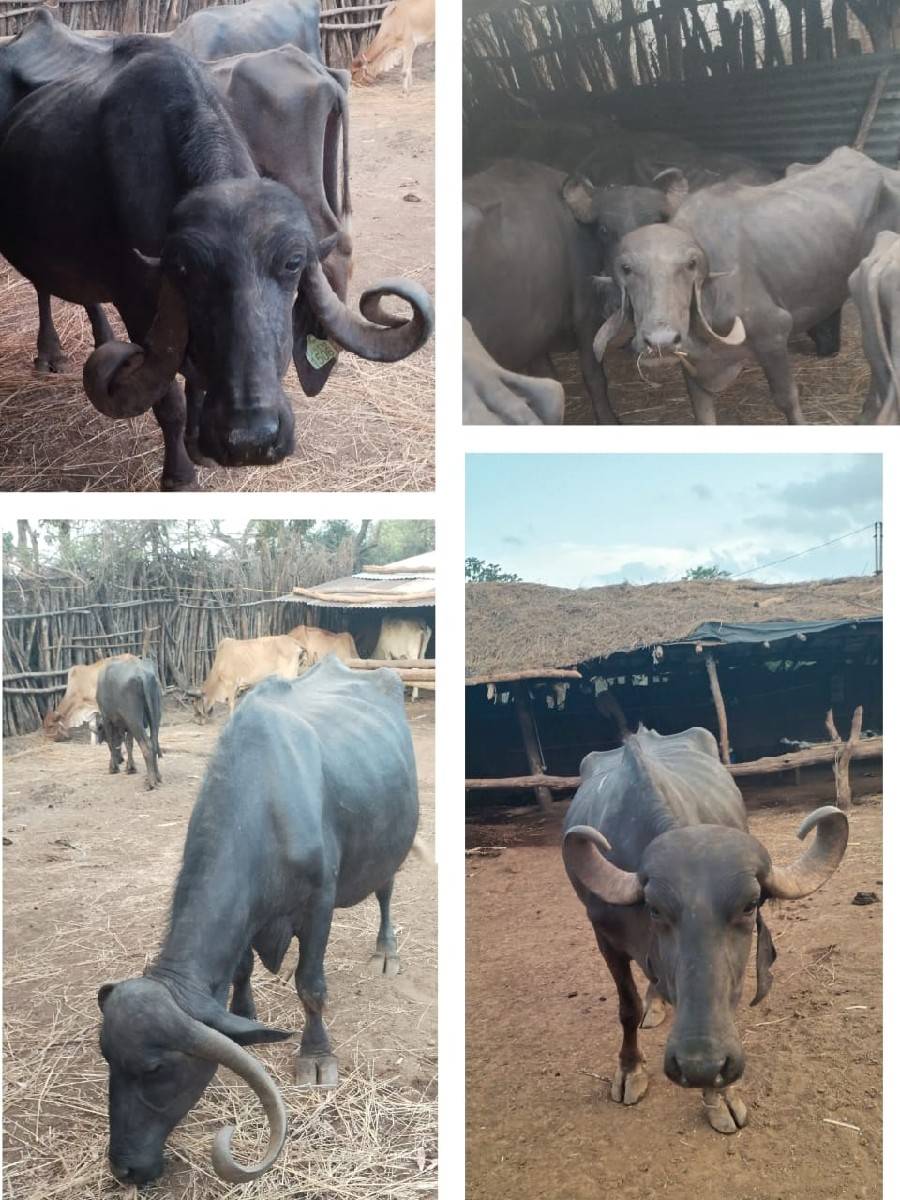 3 ભેંસો ને એક ખડાય