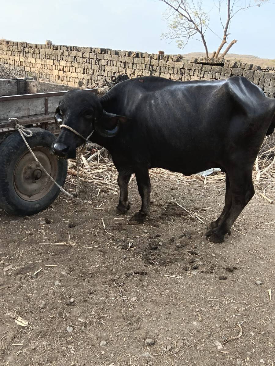આ ભેસ વેચવાની છે