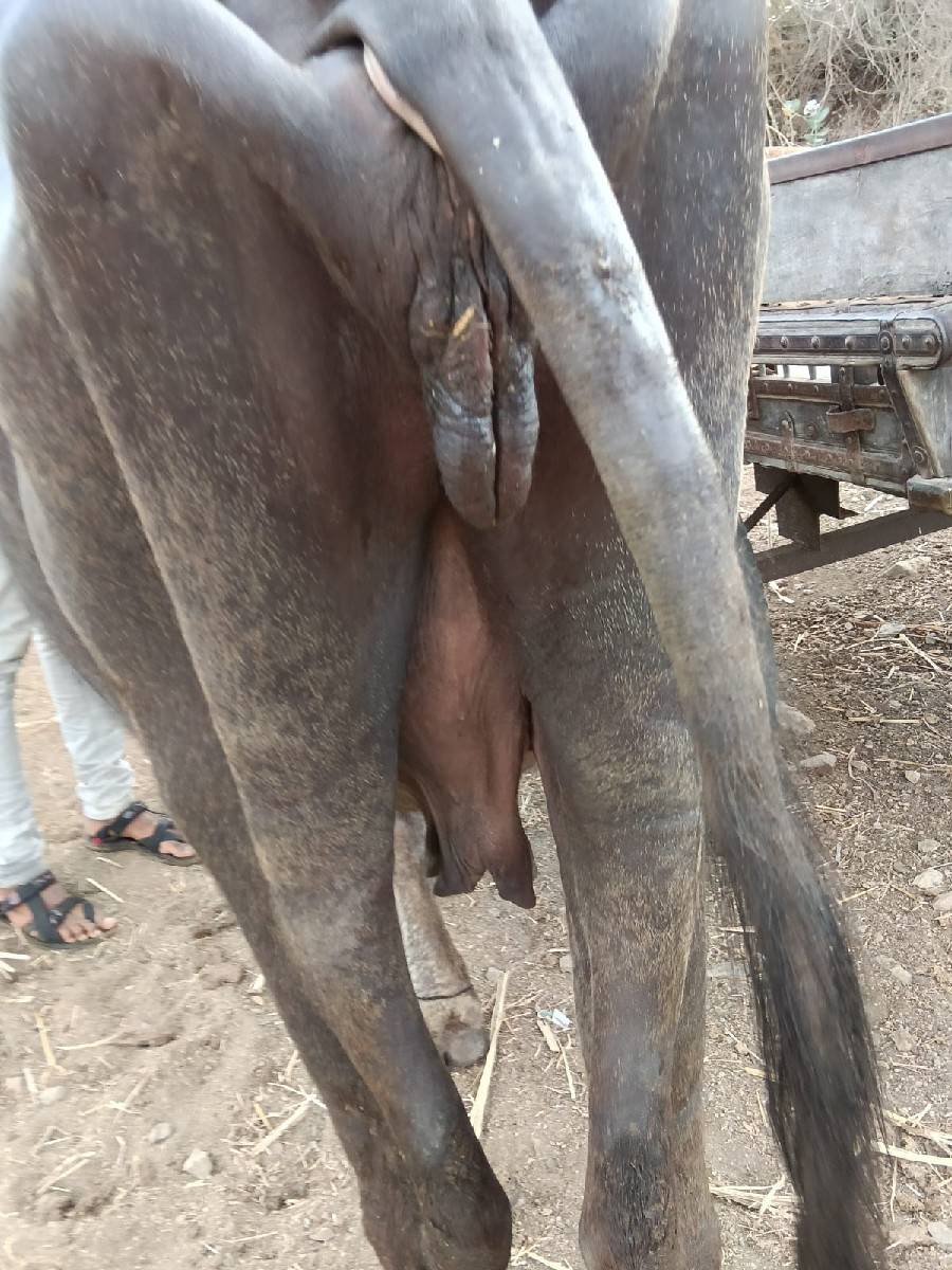 આ ભેસ વેચવાની છે