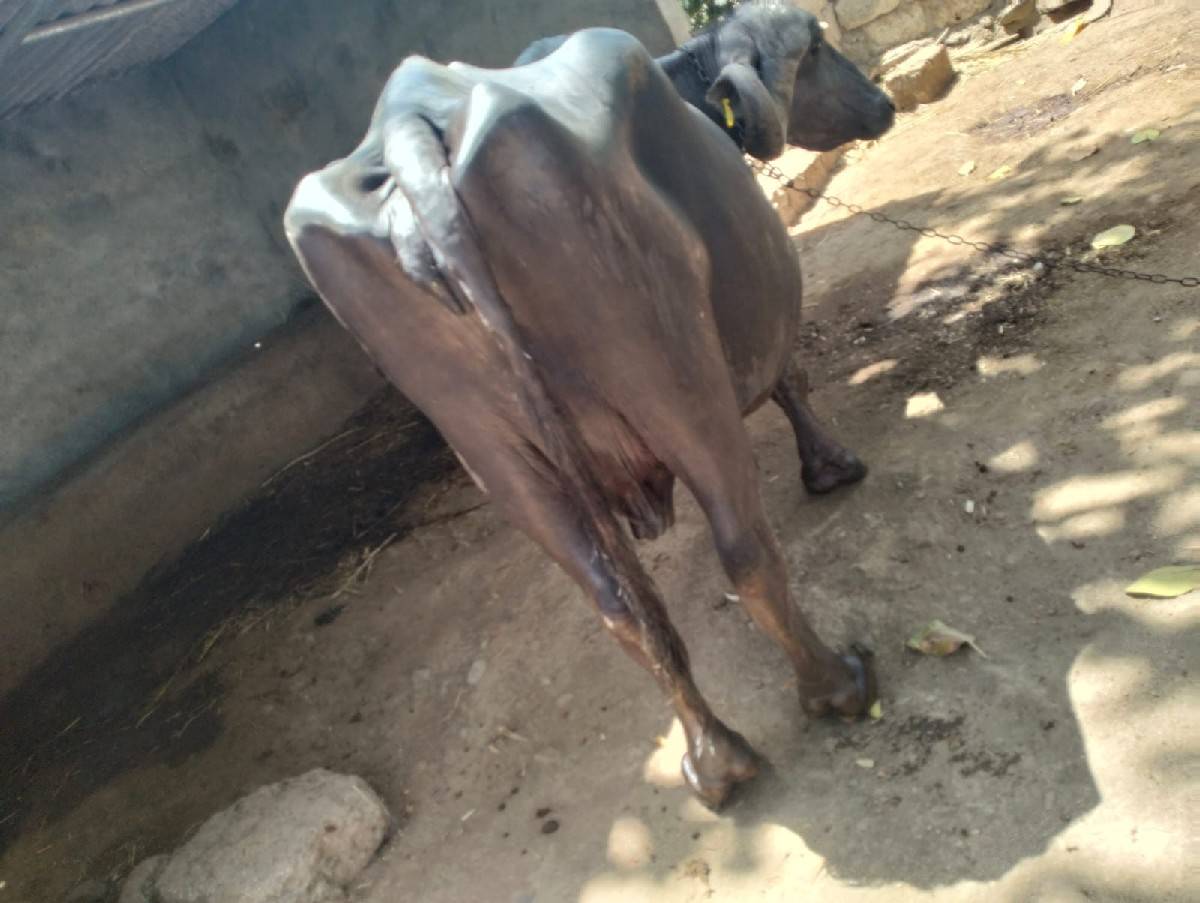 આ ભેંસ વેચવાની છે