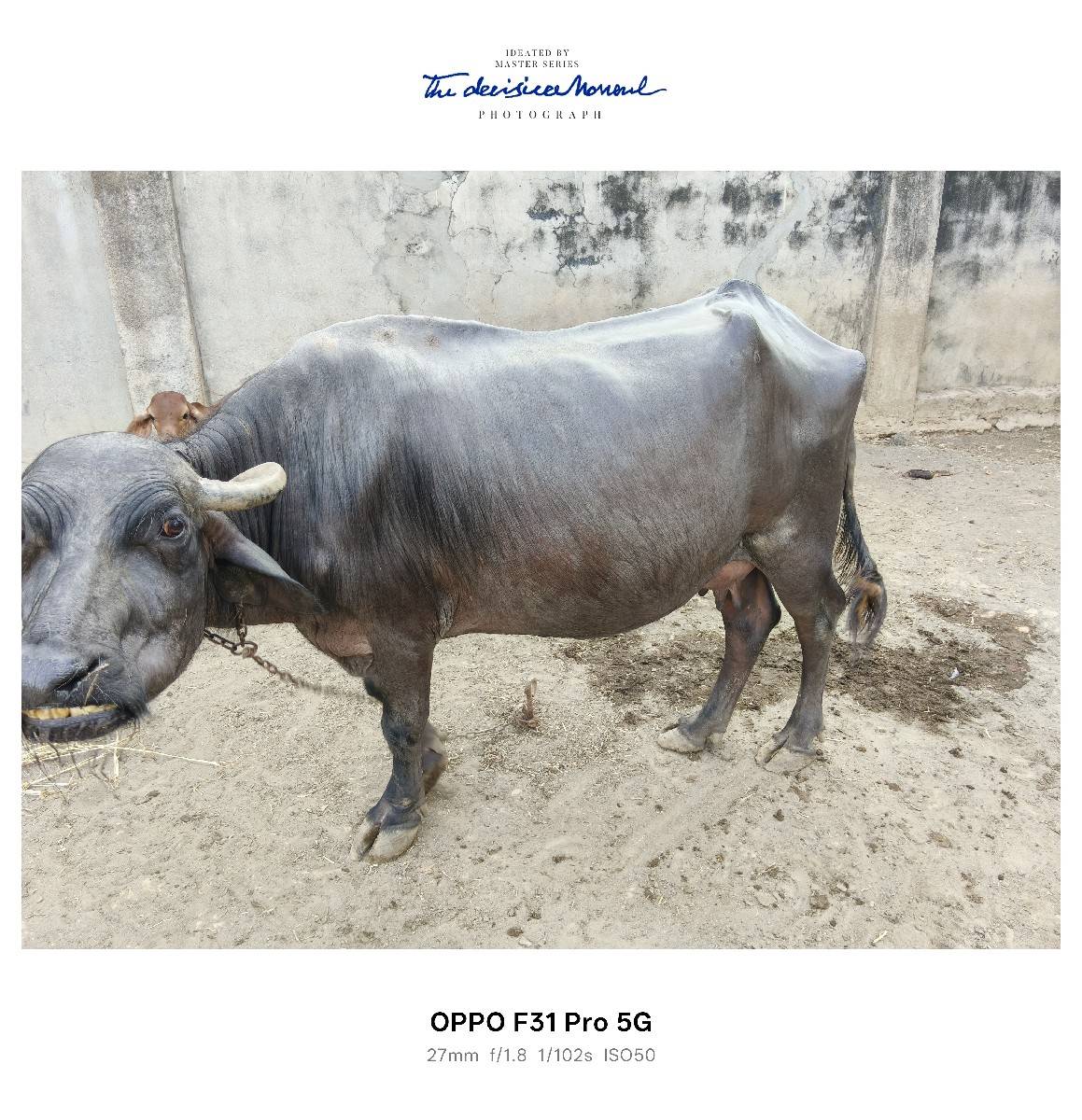 ભેસ વેચવાની છે
સાવ સોજી ભેંસ છે