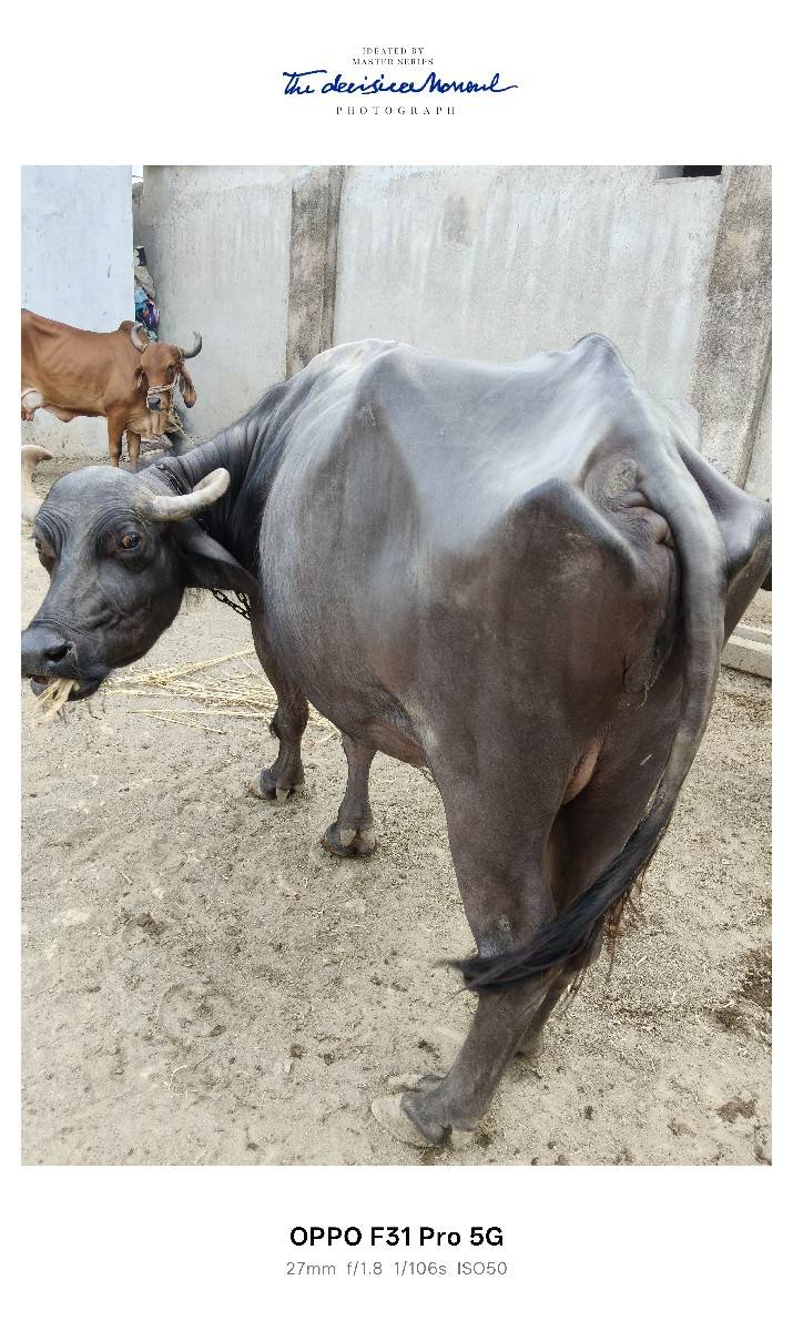 ભેસ વેચવાની છે
સાવ સોજી ભેંસ છે