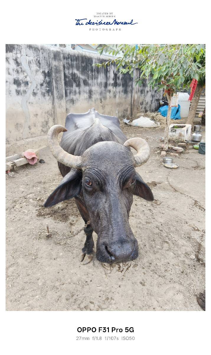 ભેસ વેચવાની છે
સાવ સોજી ભેંસ છે