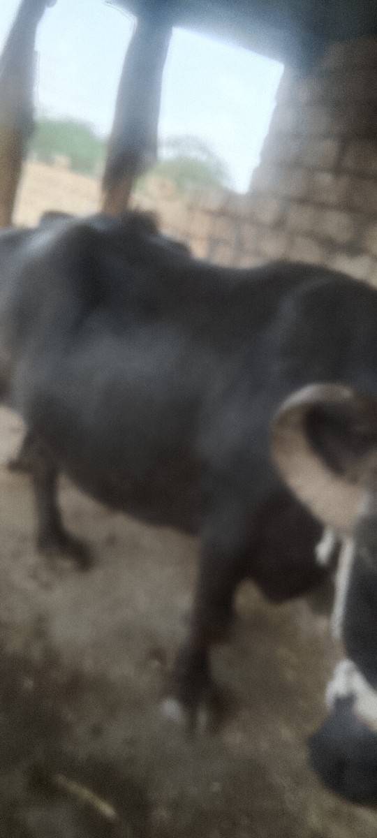 દસમો મહિનો ચાલે છે