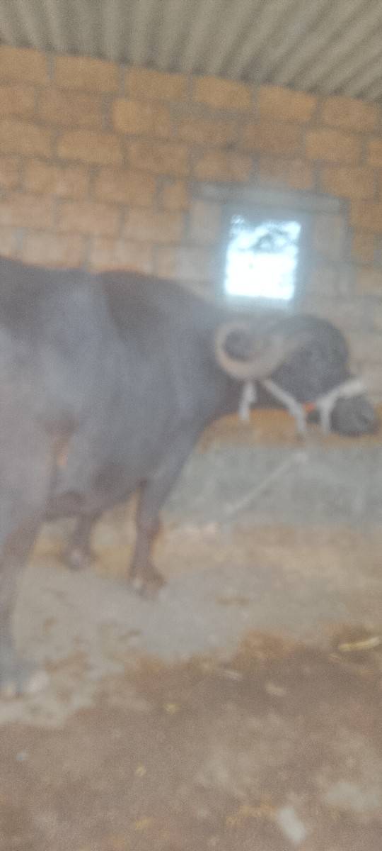 દસમો મહિનો ચાલે છે
