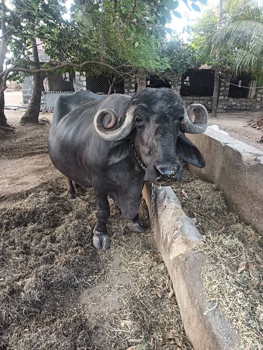વેચવાનું છે