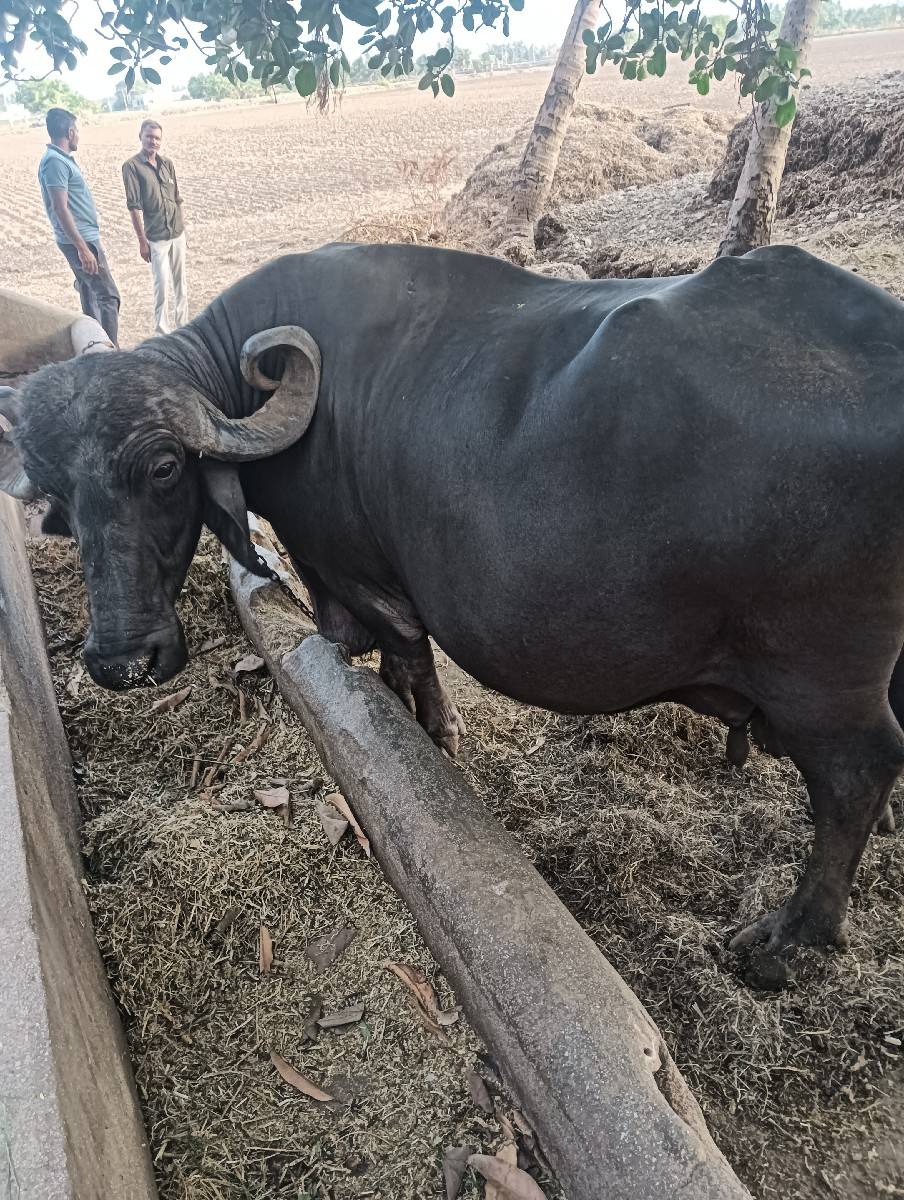 વેચવાનું છે