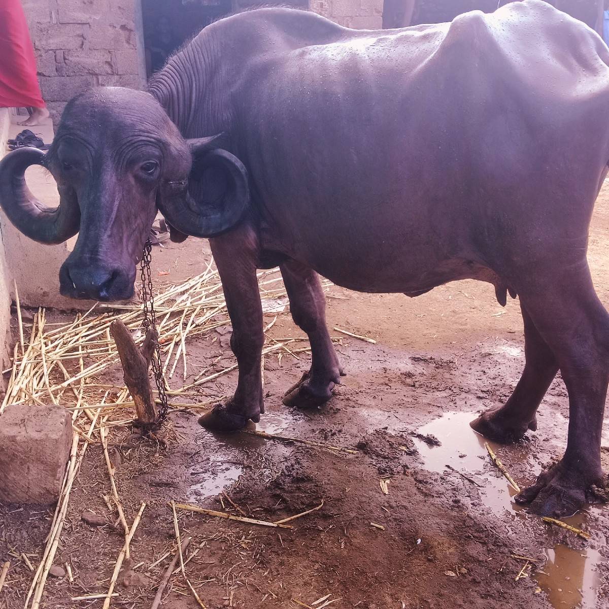 વેચવાનિચે