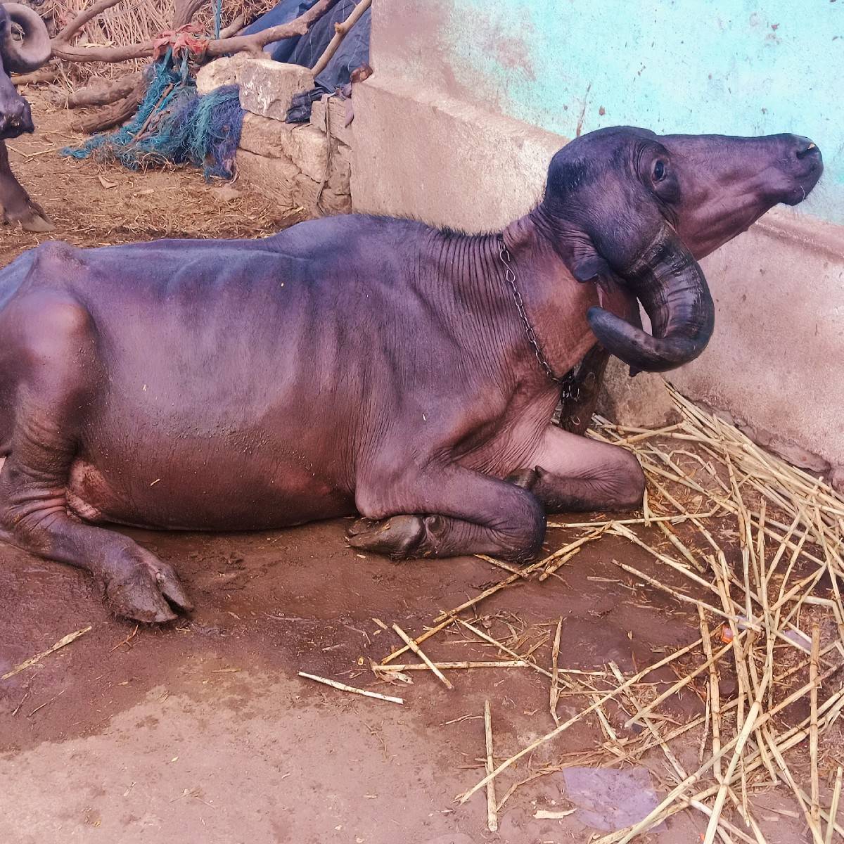 વેચવાનિચે