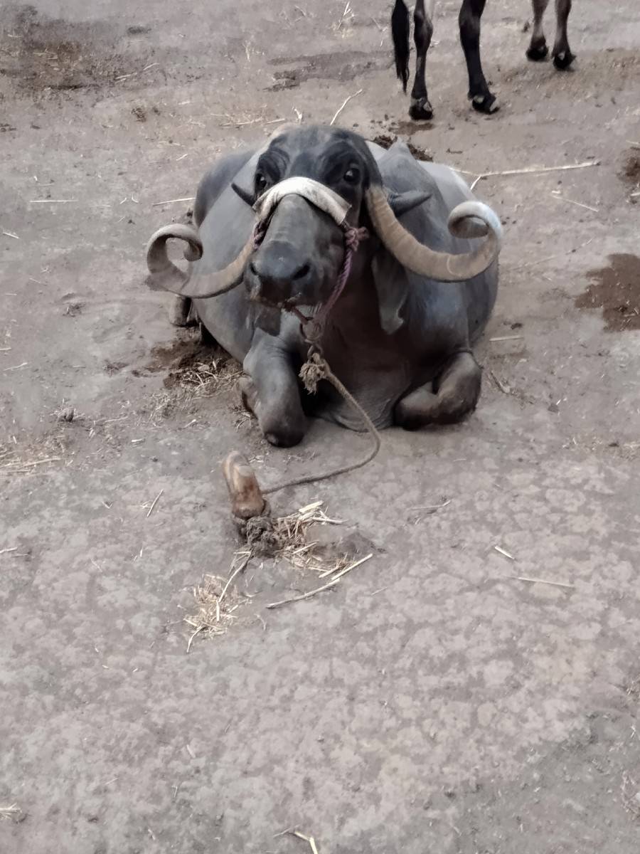 bhesh vesvani se