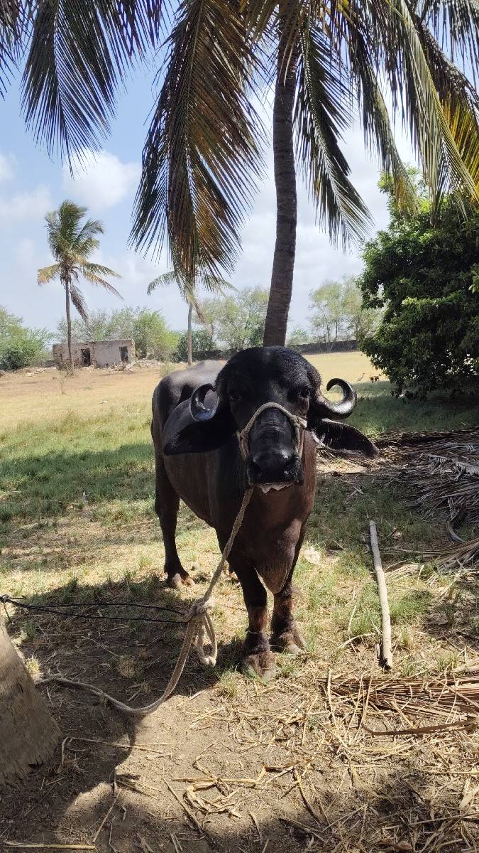 બીજું વેતન
