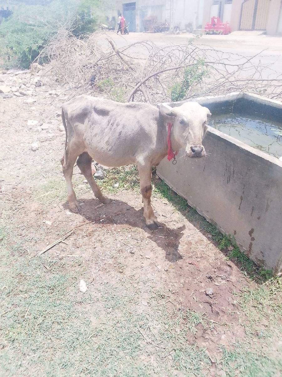 kutta