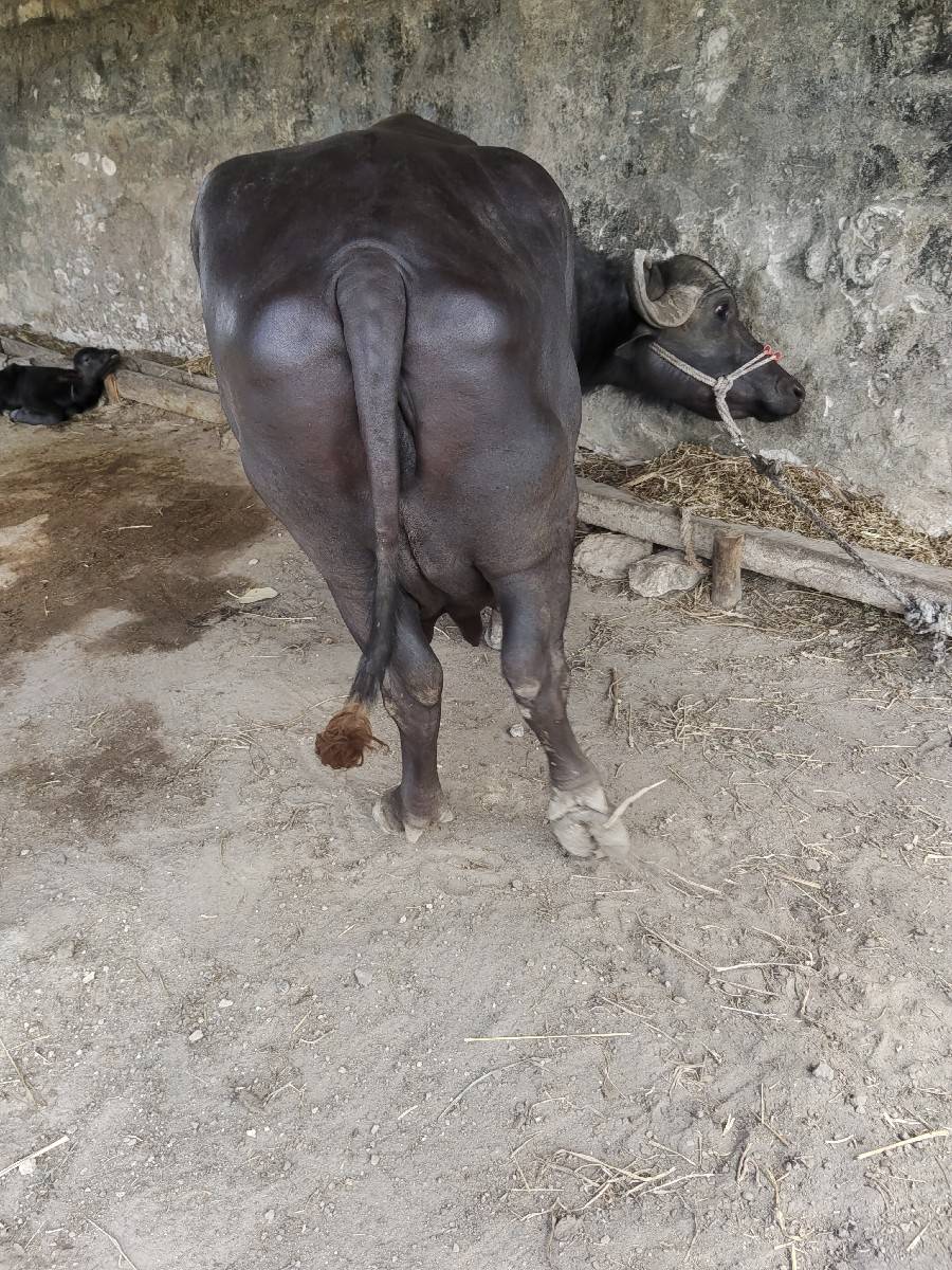 ભેંસ વેચવાની સે