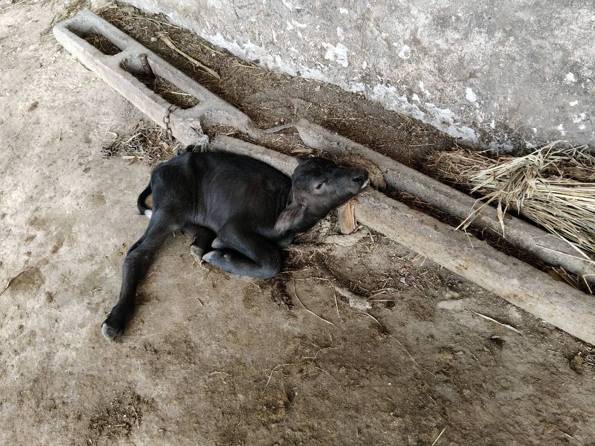 ભેંસ વેચવાની સે